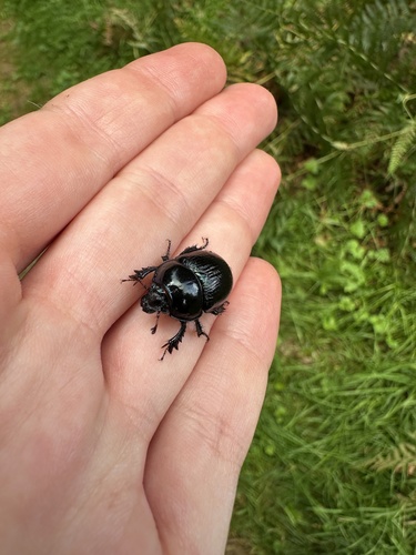 Woodland Dor Beetle