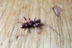 Coptocercus biguttatus