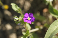 Legousia speculum-veneris