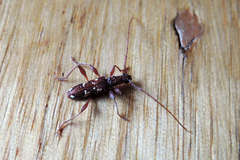 Coptocercus biguttatus