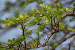 Dolichandrone falcata