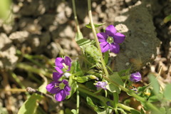 Legousia speculum-veneris