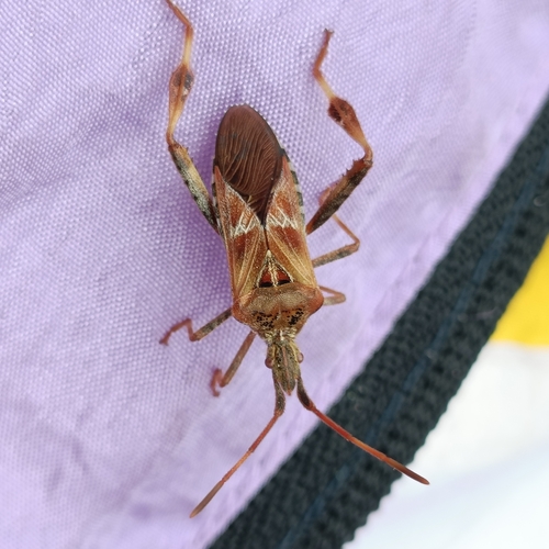 Western Conifer Seed Bug