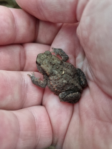 European Toad