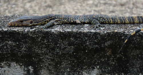 Common Water Monitor