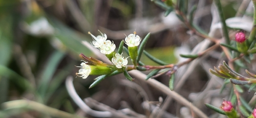 Homoranthus virgatus observed 2026-09-23