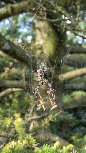 Joro Spider