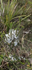 Epacris microphylla, photograph (c) Andrew Thornhill, some rights reserved (CC BY)
