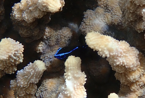 Cheiloprion labiatus observed 2026-09-23