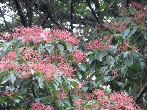 Cornus macrophylla observed 2026-09-23