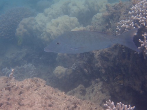 Lethrinus olivaceus observed 2026-09-23
