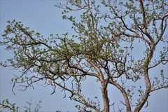 Dolichandrone falcata
