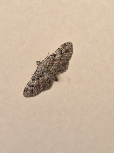 Double-striped Pug
