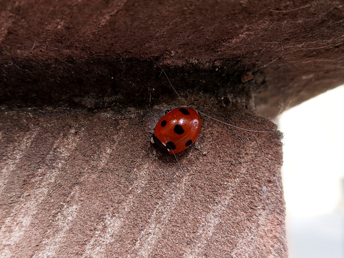 Seven-spotted Lady Beetle