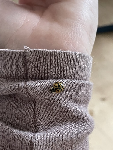 Asian Lady Beetle
