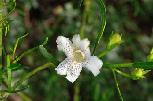 Image of Twiggy Emu-Bush (Eremophila polyclada) by (c) Chris Lindorff, some rights reserved (CC BY)