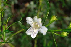 Eremophila polyclada