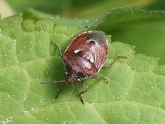 Stagonomus bipunctatus pusillus