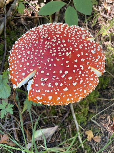 Fly Agaric