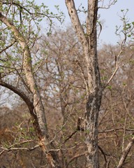 Dolichandrone falcata