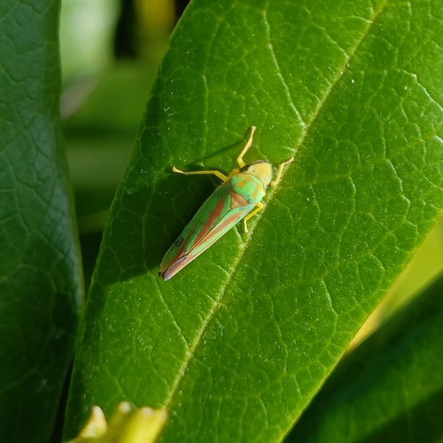 Rhododendron Leafhopper