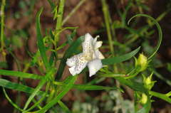 Eremophila polyclada