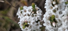Epacris microphylla, photograph (c) Andrew Thornhill, some rights reserved (CC BY)