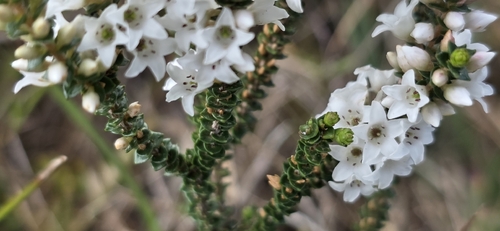 Epacris microphylla, photograph 4