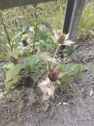 Eryngium giganteum