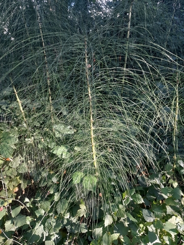 Equisetum telmateia, photograph 5