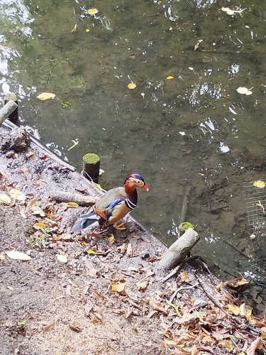 Mandarin Duck