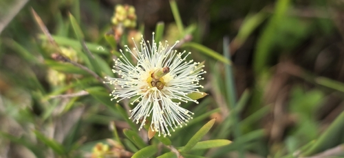 Melaleuca nodosa, photograph 4
