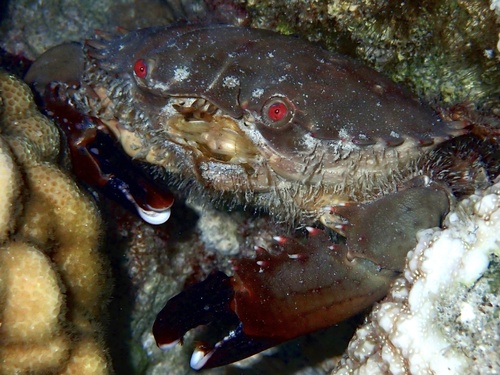 Etisus observed 2026-09-19