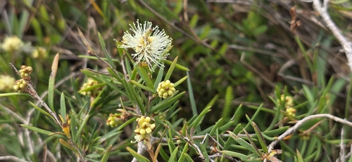 Melaleuca nodosa, photograph 5