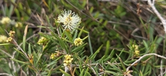 Melaleuca nodosa, photograph (c) Andrew Thornhill, some rights reserved (CC BY)