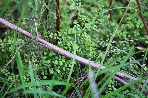 common maidenhair fern
