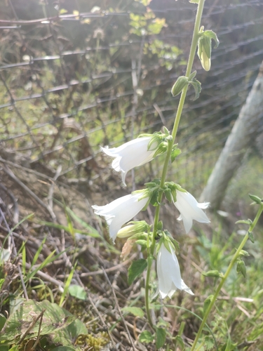 Campanula alliariifolia, photograph 1