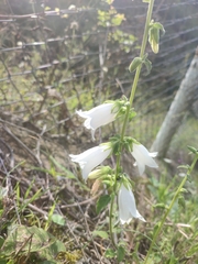 Campanula alliariifolia