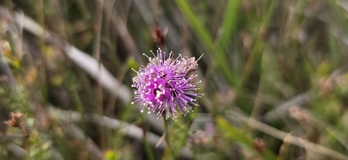Kunzea capitata, photograph 3