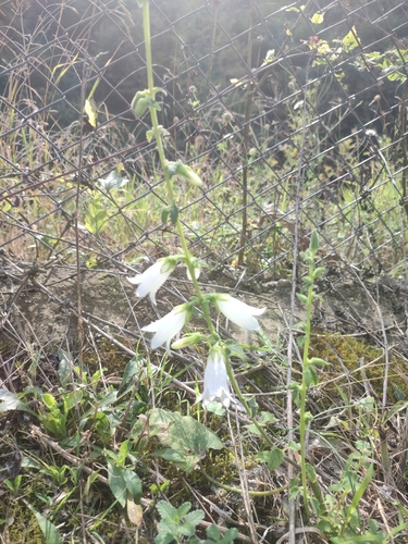 Campanula alliariifolia, photograph 2