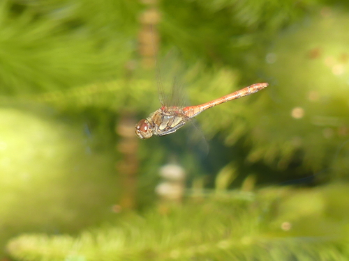 Common Darter