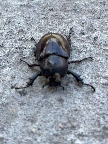 Xylotrupes socrates siamensis