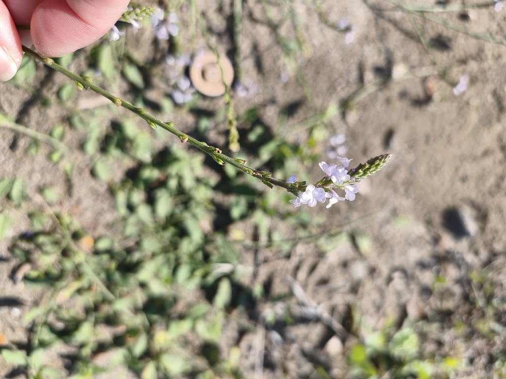 Verbena officinalis; photograph (c) kardelen, some rights reserved (CC BY)