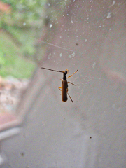 Rhagonycha lignosa