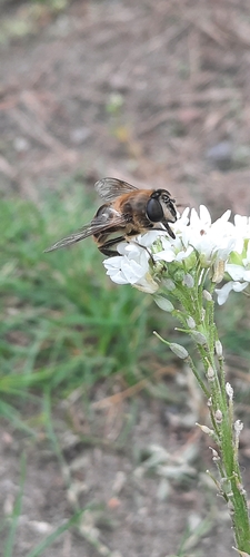 Common Drone Fly