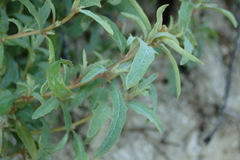Atriplex suberecta