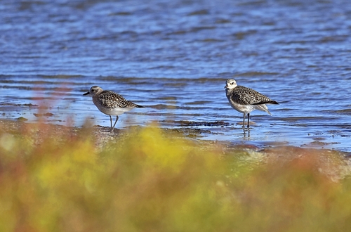 Black-bellied Plover