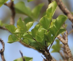 Dolichandrone falcata