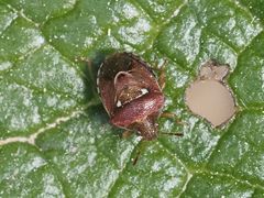 Stagonomus bipunctatus pusillus