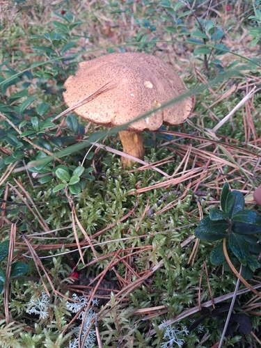 Velvet Bolete